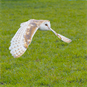 Owl Mid Flight